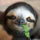 inslothswetrust avatar