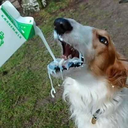 insomniac-on-high avatar