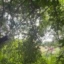 insomniacsiren avatar