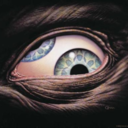 insomniawander avatar