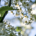 inspiration-of-air avatar