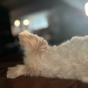 inspiring-bea avatar