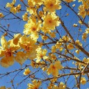 instantpoetryflower avatar