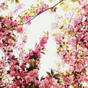 instanttyrantnacho avatar