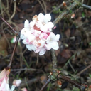 instatwitface avatar