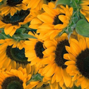 insubordinavel avatar