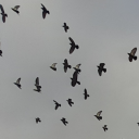 insufferablecatenthusiast avatar