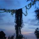 intel-gatherer avatar