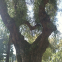 intellectfemme avatar