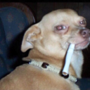 interestingbees avatar