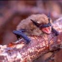 international-bat-of-mystery avatar