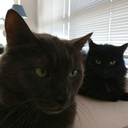 internationalkitties avatar