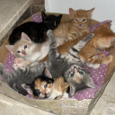 interneetghost avatar