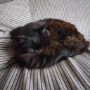 internet-stuff avatar