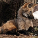 internetcanine avatar