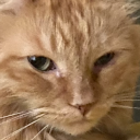 internetheartthrob avatar