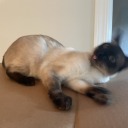 interruptingchicken avatar