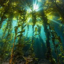 intersection-of-art-and-science avatar