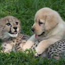 interspecies-friends avatar