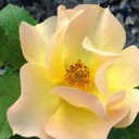 interstellar-odyssey avatar