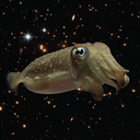 interstellarcuttlefish avatar