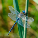 interstellarinsect avatar