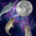 interstellarnarwhale avatar