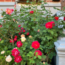 inthemoonlight444 avatar