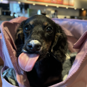 inthepersuitoflaughter avatar