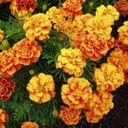 inthepursuitofentertainment avatar