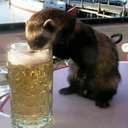 intoxicatedpolecat avatar