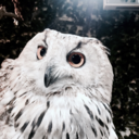 intra-fiducia avatar