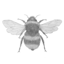 intrenet-explorer avatar