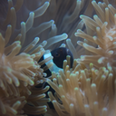 intricatecuriosity avatar