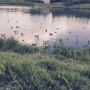 introducedtolife avatar