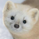 introvert-mints avatar