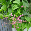 introverted-astrophile avatar