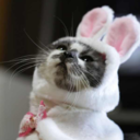 introverted-goddess-of-wisdom avatar