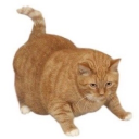 introvertida333 avatar