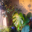 introvertsmusings avatar