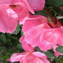 intuitivearcher avatar