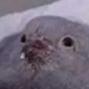 invalidfishthe2nd avatar