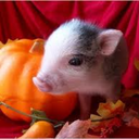 invasioninmybrain avatar