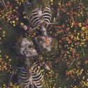 inverse-galatea avatar