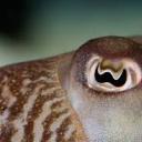 invertebrateinvert avatar