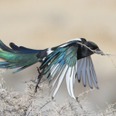 investigative-deduction avatar