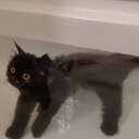 investigativebreath avatar