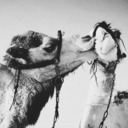 invictusdragons avatar