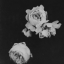 invisibleblackflowers-blog avatar