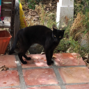 invisibleopals avatar